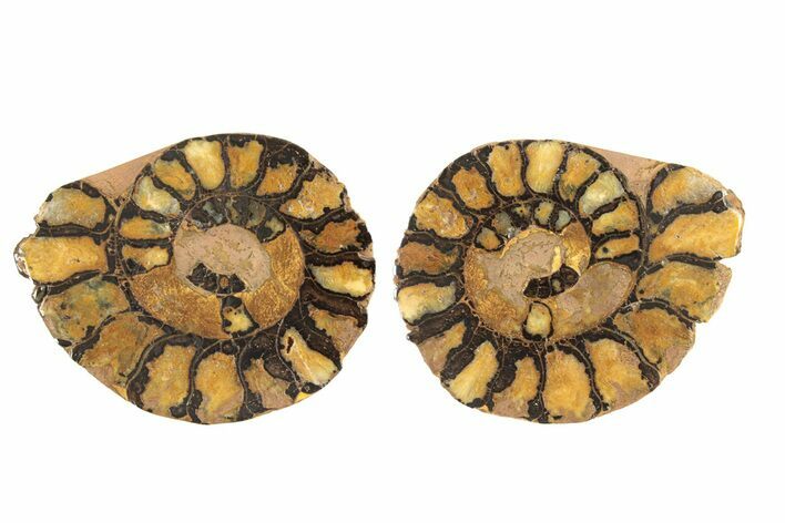 Sliced, Iron Replaced Fossil Ammonite - Morocco #269505